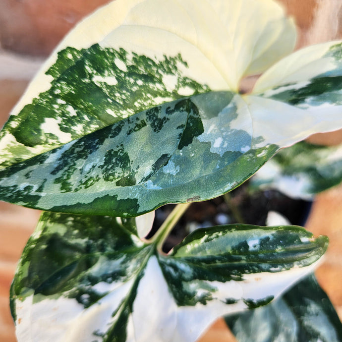 How to Care for Rare Indoor Plants
