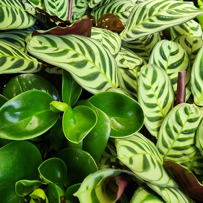 Why Your Indoor Plants Keep Dying