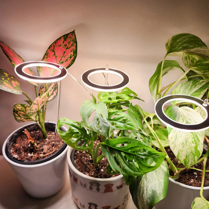 3 Reasons Why Grow Lights for Indoor Plants Are Essential