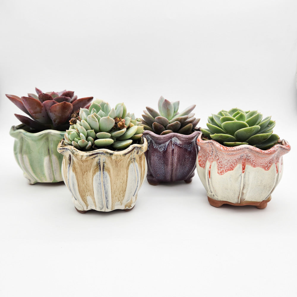 5 Reasons Why You Should Use Ceramic Succulent Pots  Cheeky Plant Co.