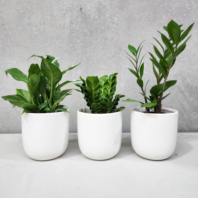 Green Gifts for Workplace Wellness: Elevating Employee Health with Office Plants