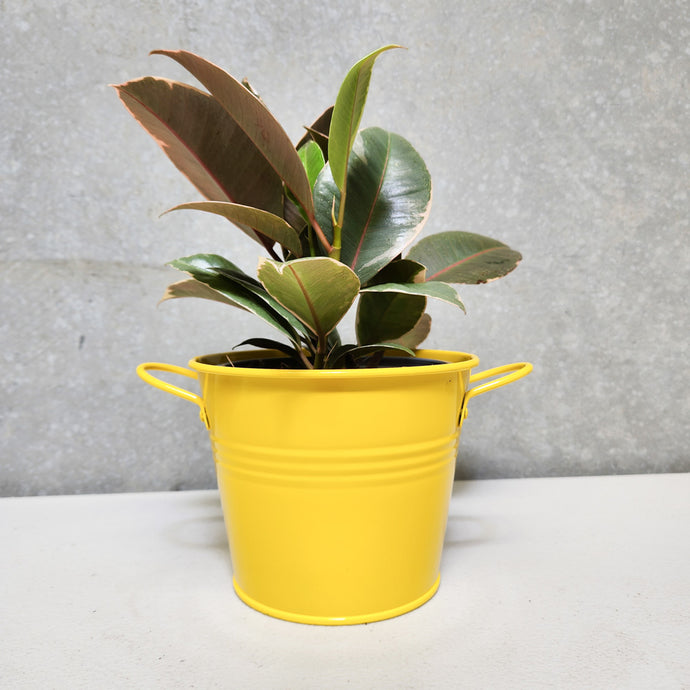 Indoor Pots Can Add More Life to Your Plants