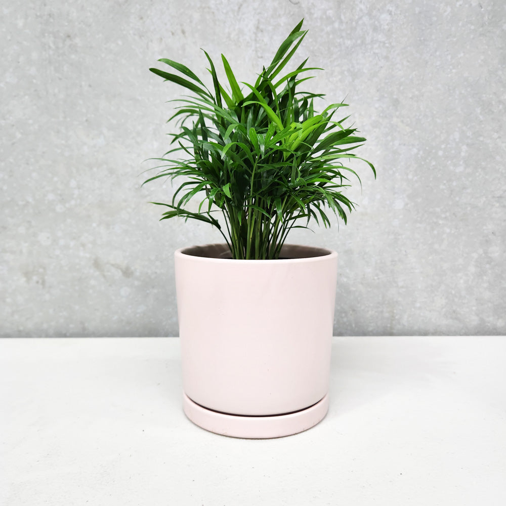 Best Plants for Low Light Apartments Cheeky Plant Co.