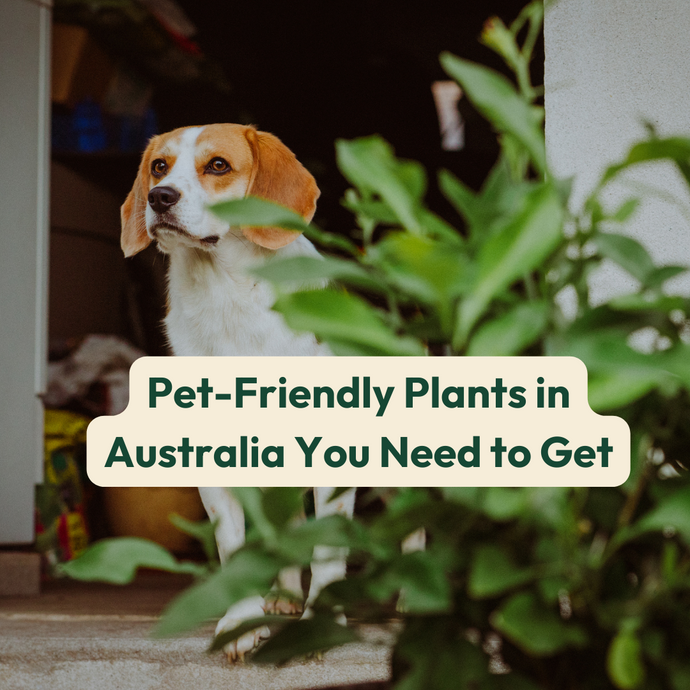 Pet-Friendly Plants in Australia You Need to Get