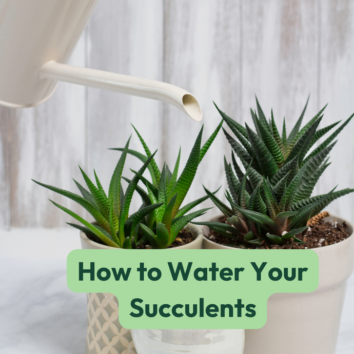 How to Water Your Succulents