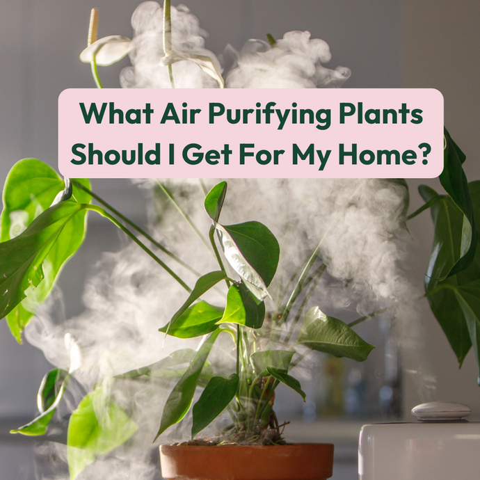 What Air Purifying Plants Should I Get For My Home?