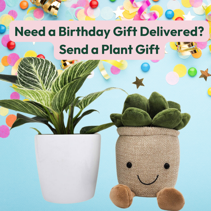 Need a Birthday Gift Delivered? Send a Plant Gift