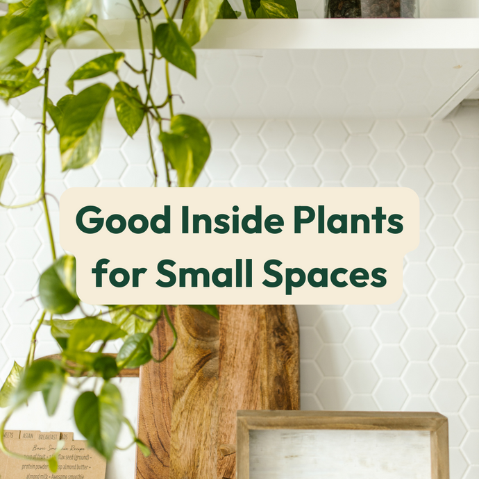 Good Inside Plants for Small Spaces