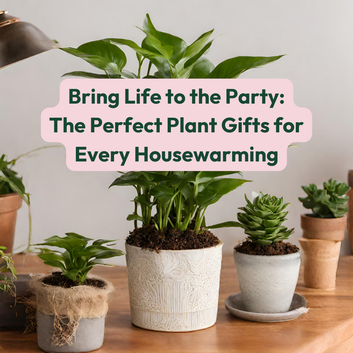 Bring Life to the Party: The Perfect Plant Gifts for Every Housewarming