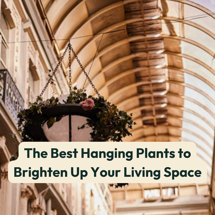 The Best Hanging Plants to Brighten Up Your Living Space