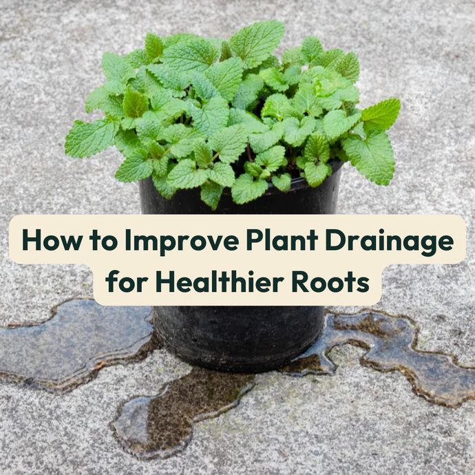 How to Improve Plant Drainage for Healthier Roots