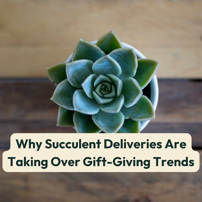 Why Succulent Deliveries Are Taking Over Gift-Giving Trends