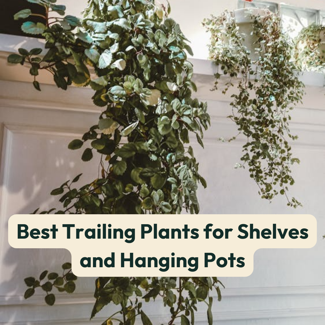 Best Trailing Plants for Shelves and Hanging Pots  Cheeky Plant Co.