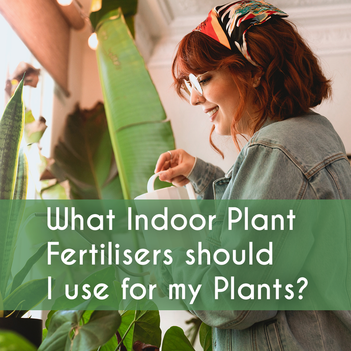 What Indoor Plant Fertilisers should I use for my Plants?