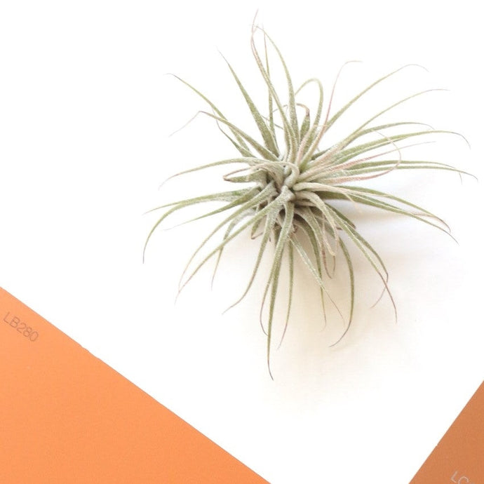 3 Tips to Keep Your Air Plants Alive and Healthy