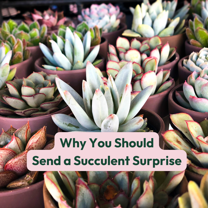 Why You Should Send a Succulent Surprise