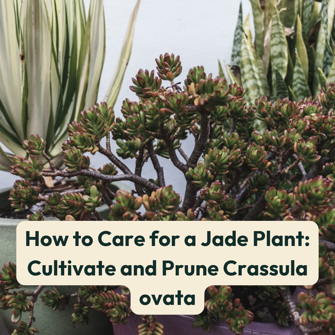 How to Care for a Jade Plant: Cultivate and Prune Crassula ovata  Cheeky  Plant Co.