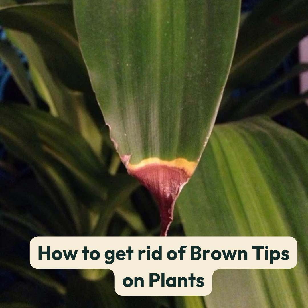 How To Get Rid of Brown Tips on Plants  Cheeky Plant Co.