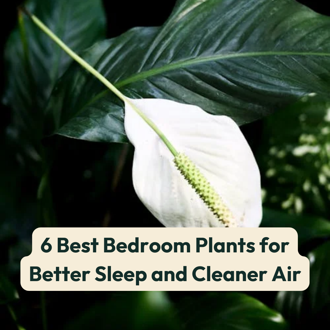 dragon scale plant Alocasia 'Dragon Scale' — Green Acres Nursery & Supply main image 0