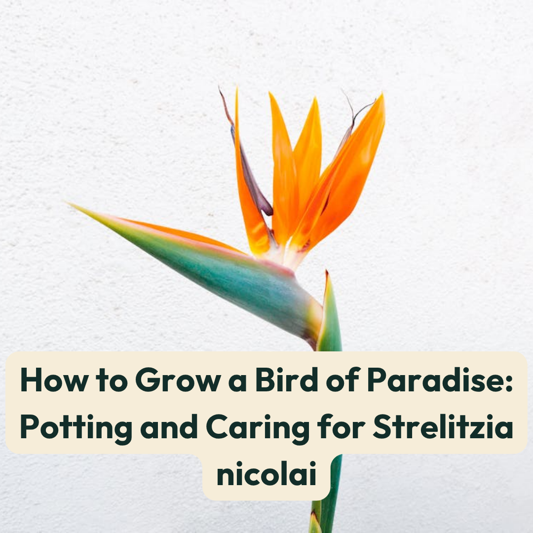 How to Grow a Bird of Paradise: Potting and Caring for Strelitzia nico   Cheeky Plant Co.