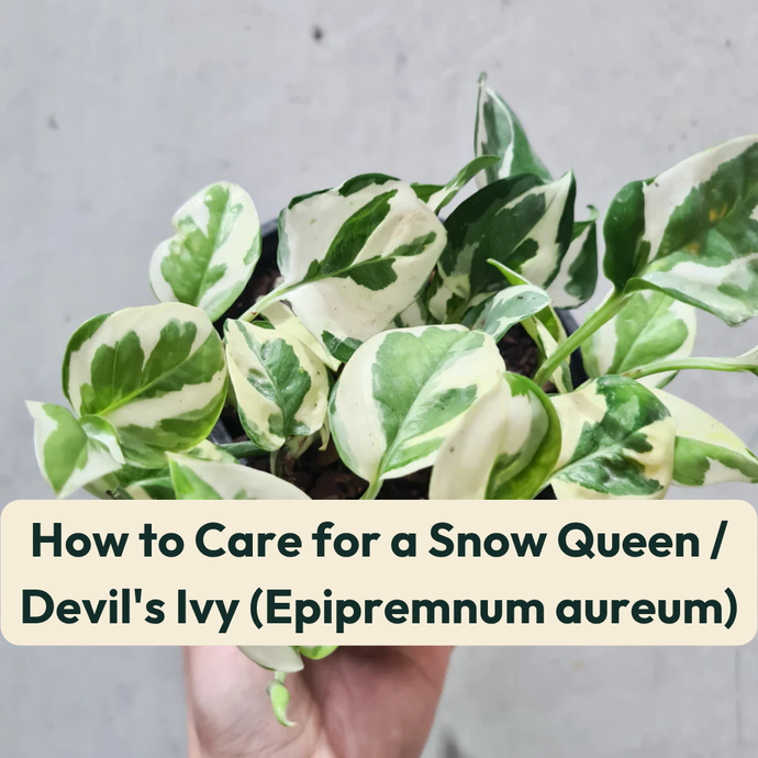 How to Care for a Snow Queen / Devil's Ivy (Epipremnum aureum)