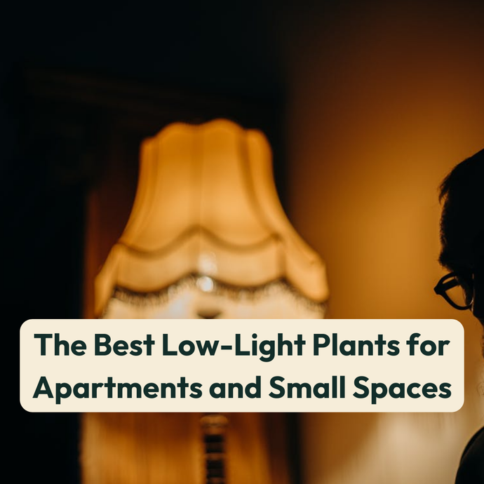 The Best Low-Light Plants for Apartments and Small Spaces