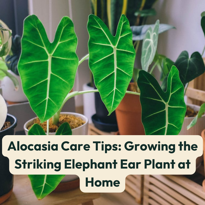 Alocasia Care Tips: Growing the Striking Elephant Ear Plant at Home