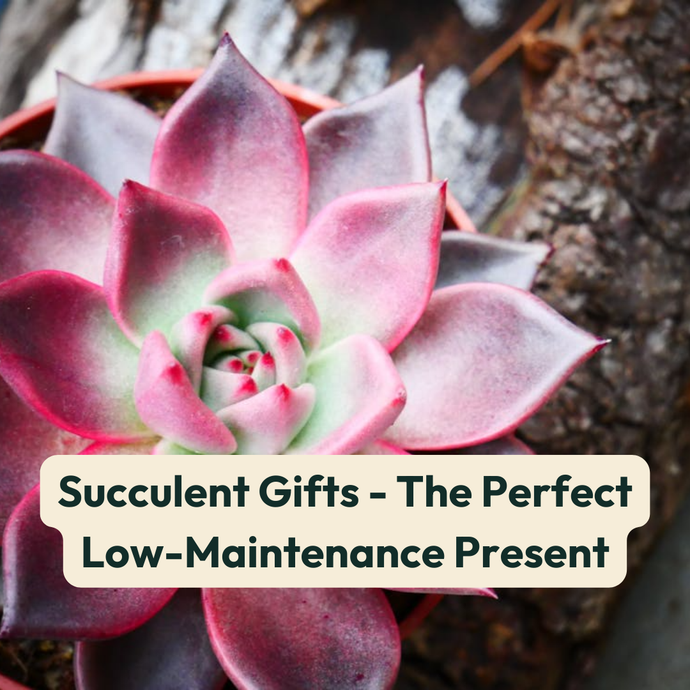 Succulent Gifts - The Perfect Low-Maintenance Present