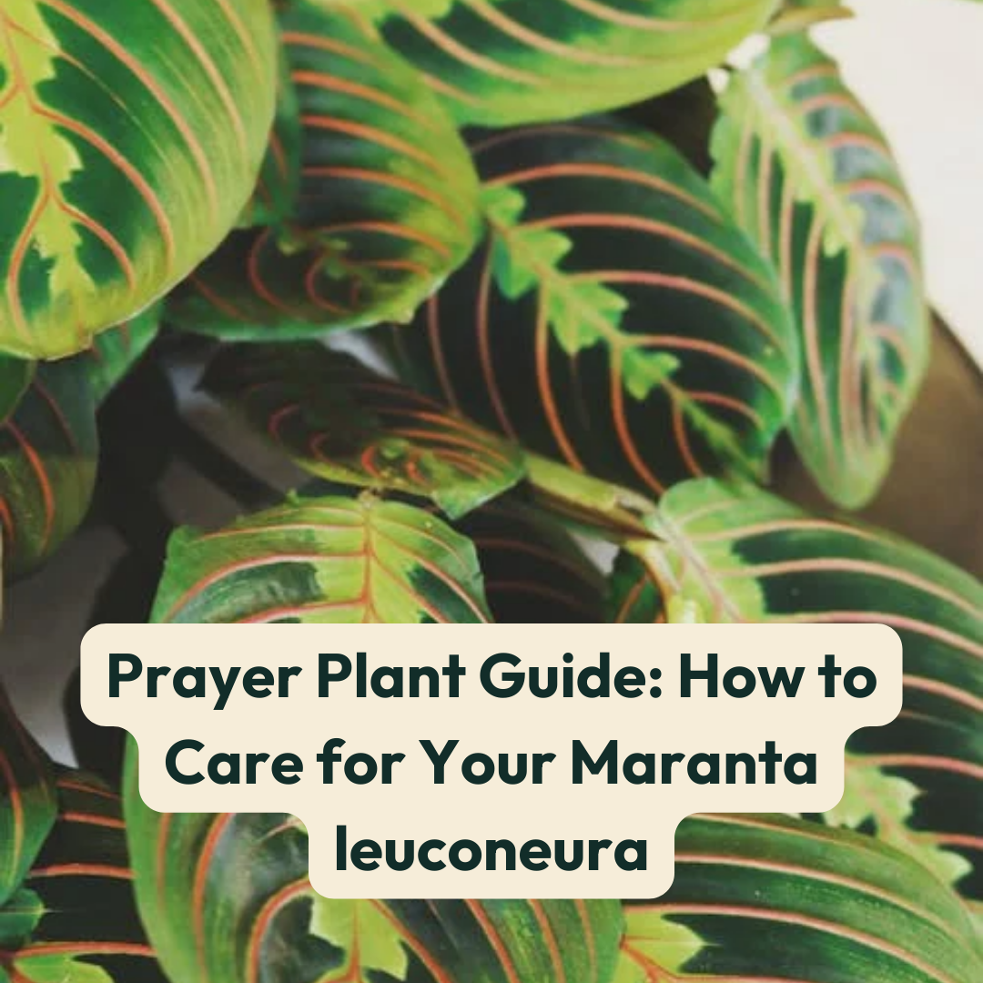 Prayer Plant Guide: How to Care for Your Maranta leuconeura  Cheeky Plant  Co.