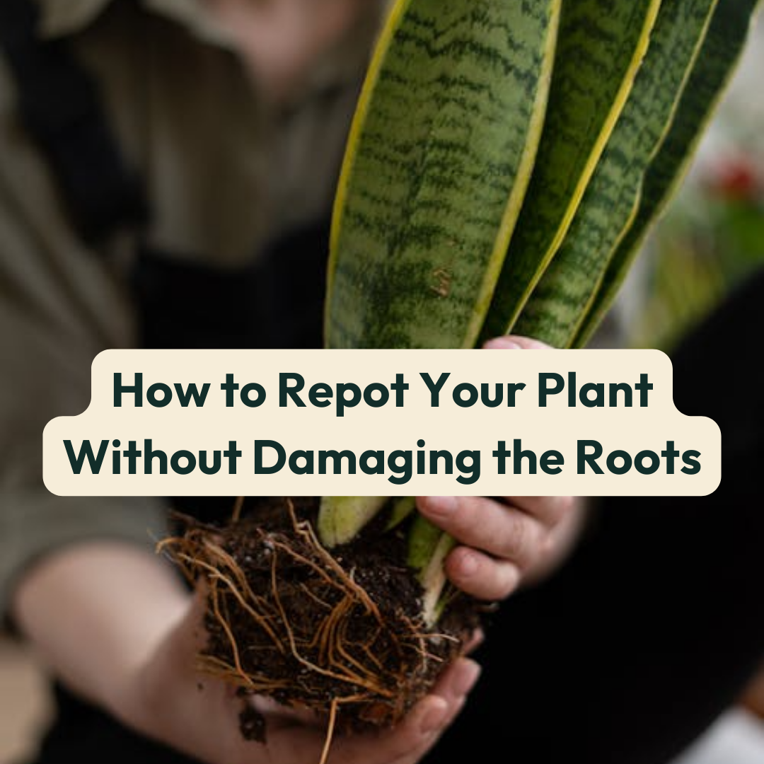 When to repot and the best timing