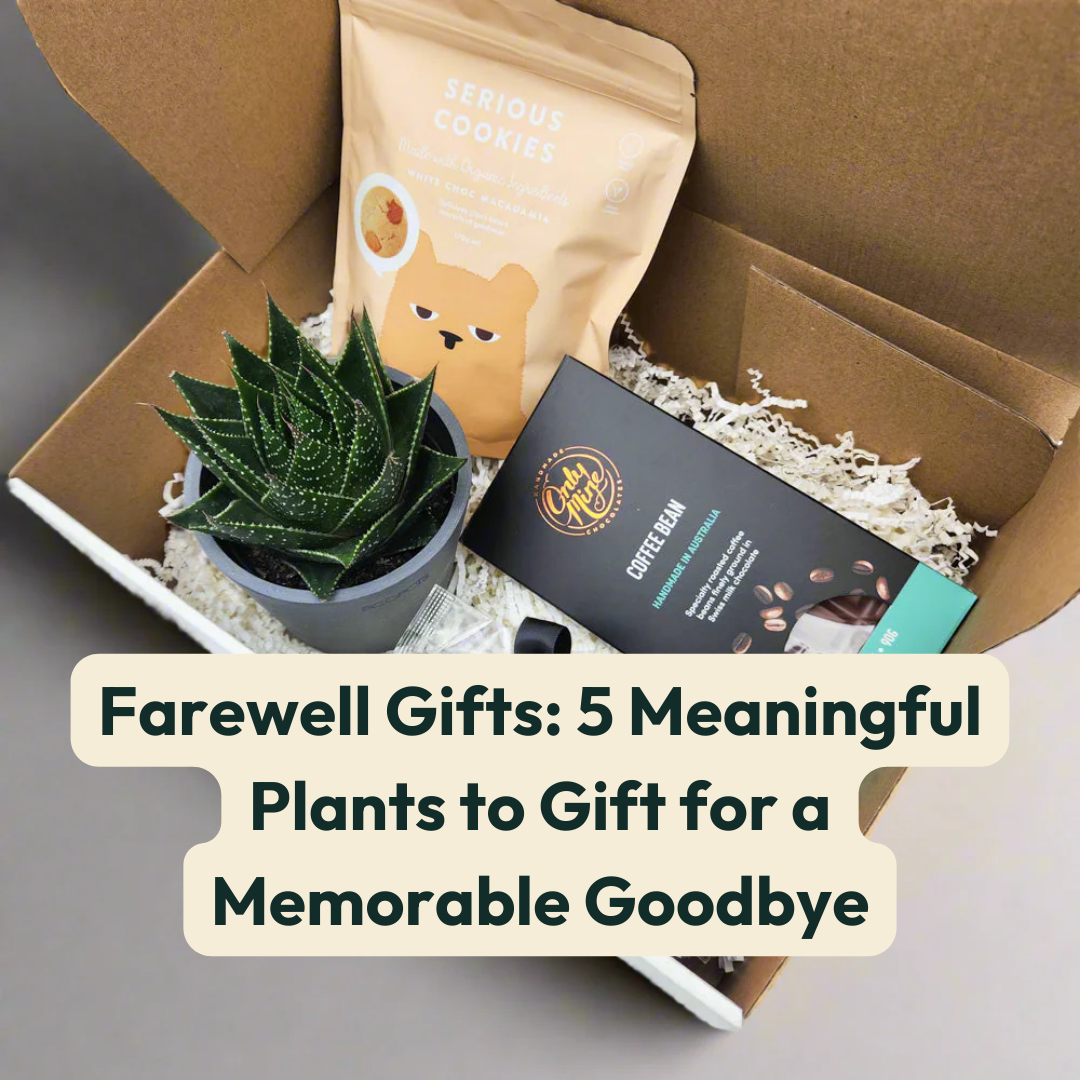 Farewell Gifts: 5 Meaningful Plants to Gift for a Memorable Goodbye ...