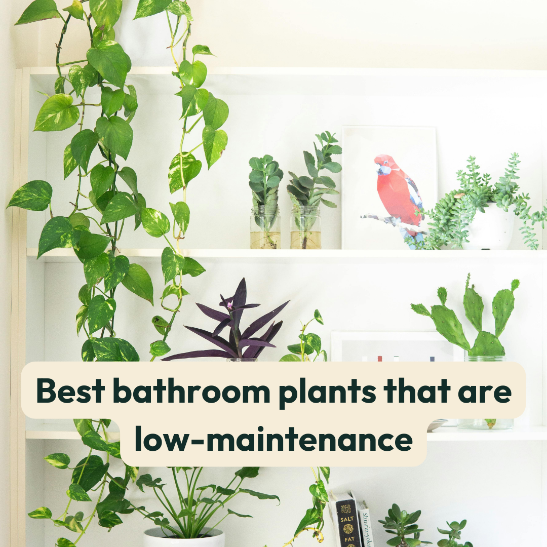 Best Bathroom Plants That Are Low Maintenance  Cheeky Plant Co.