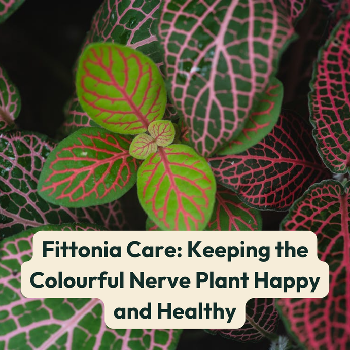 Fittonia Care: Keeping the Colourful Nerve Plant Happy and Healthy