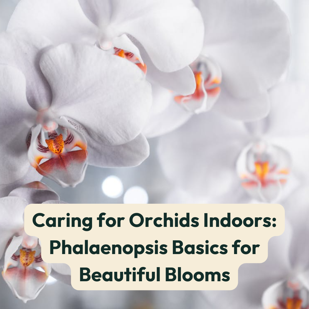 Caring for Orchids Indoors: Phalaenopsis Basics for Beautiful Blooms   Cheeky Plant Co.