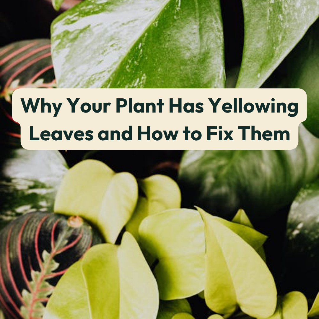 Why Your Plant Has Yellowing Leaves and How to Fix Them  Cheeky Plant Co.