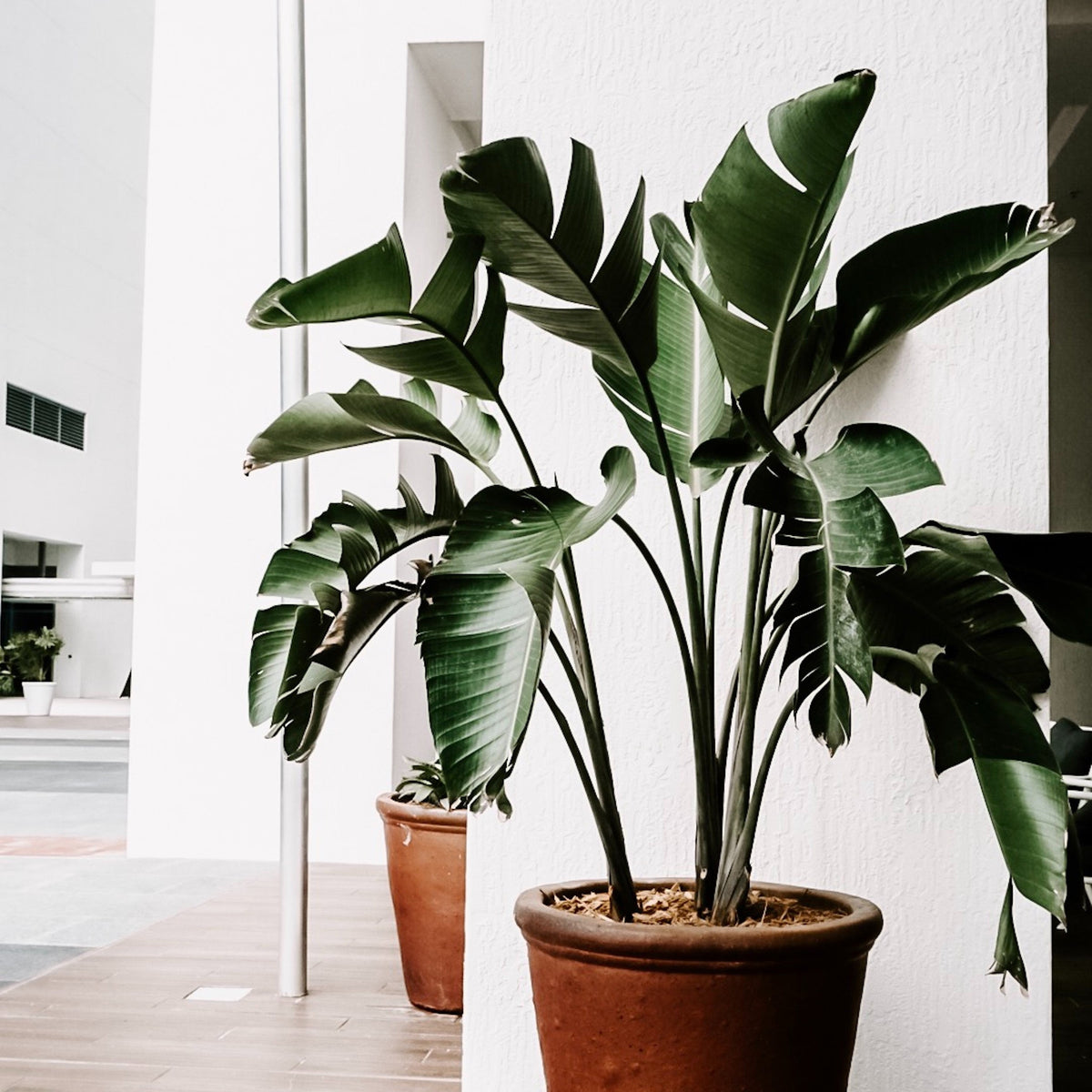 5 Indoor Plants That Do Well in Indirect Light Cheeky Plant Co.