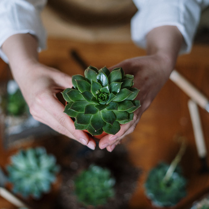 5 Tips on How to Care for Succulents