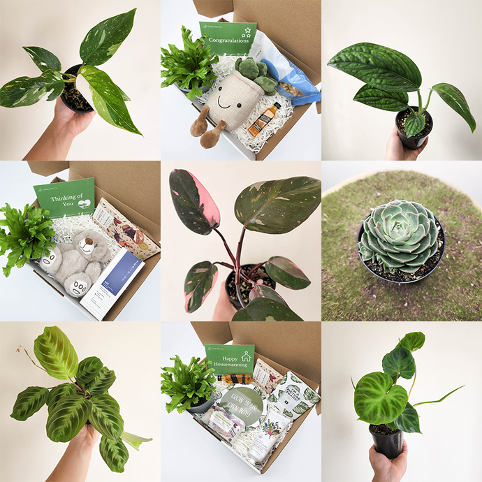 📢 7 July 2022 - Lots of New Plants, Succulents & Gifts