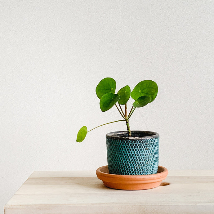 How to Care for a Chinese Money Plant