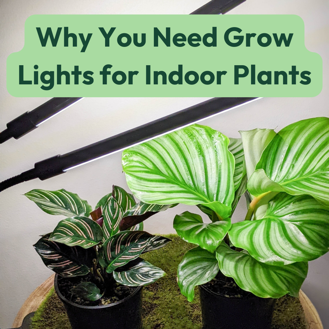 Why You Need Grow Lights for Indoor Plants – Cheeky Plant Co.