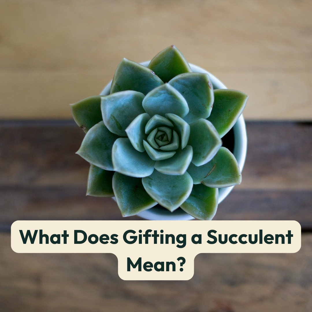 What Does Gifting a Succulent Mean?  Cheeky Plant Co.