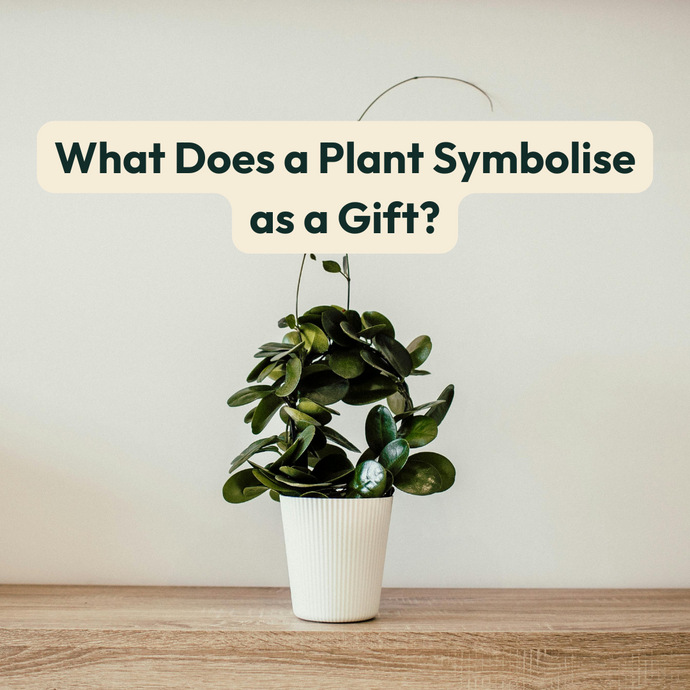 What Does a Plant Symbolise as a Gift?