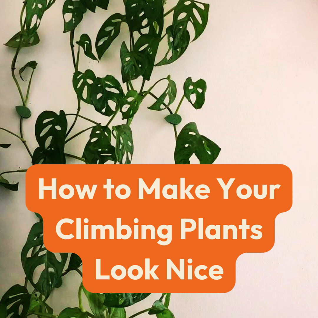 How to Make Your Climbing Plants Look Nice  Cheeky Plant Co.