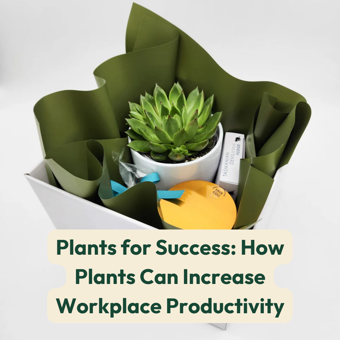 Plants for Success: How Plants Can Increase Workplace Productivity