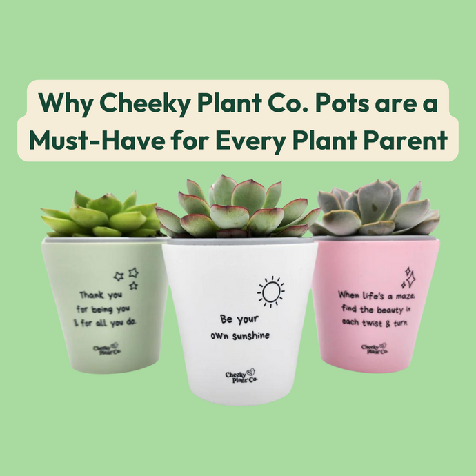Why Cheeky Plant Co. Pots are a Must-Have for Every Plant Parent