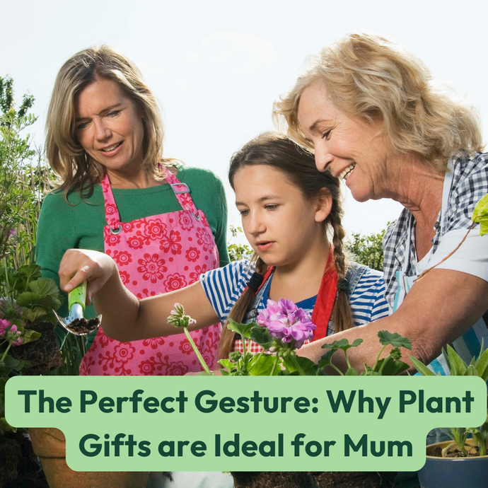 The Perfect Gesture: Why Plant Gifts are Ideal for Mum