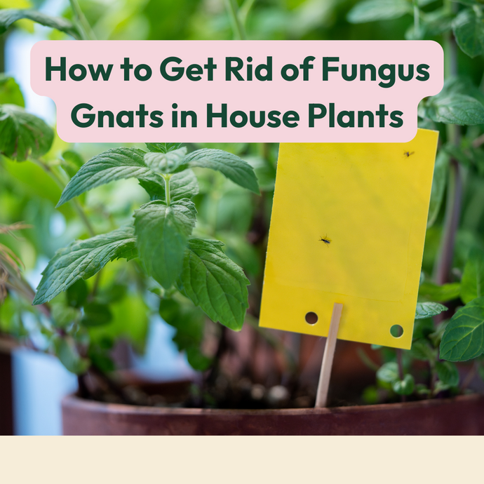 How to Get Rid of Fungus Gnats in House Plants