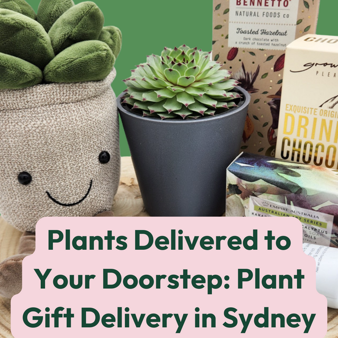 Plants Delivered to Your Doorstep: Plant Gift Delivery in Sydney