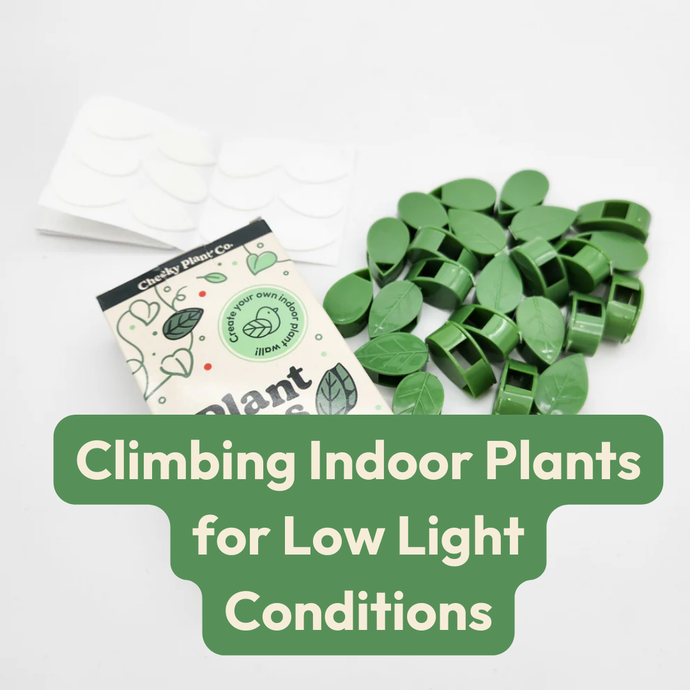 Climbing Indoor Plants for Low Light Conditions