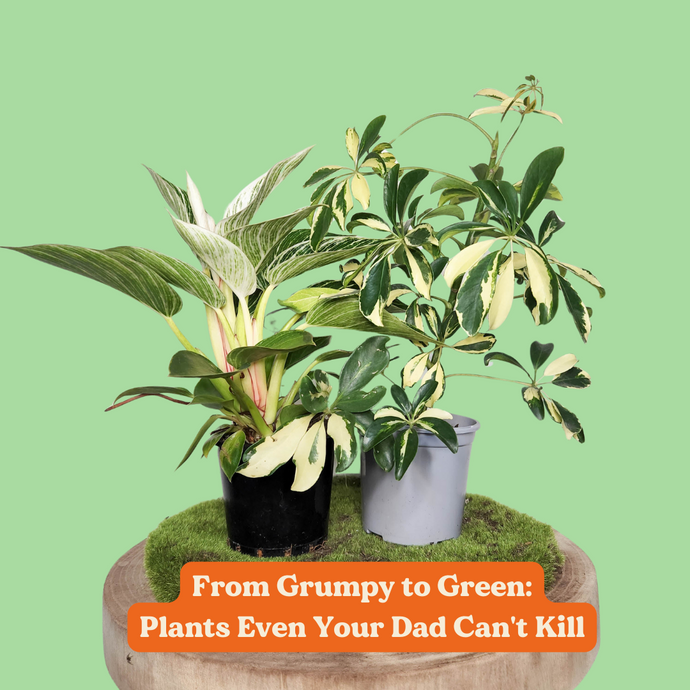 From Grumpy to Green: Plants Even Your Dad Can't Kill